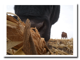cornstalk